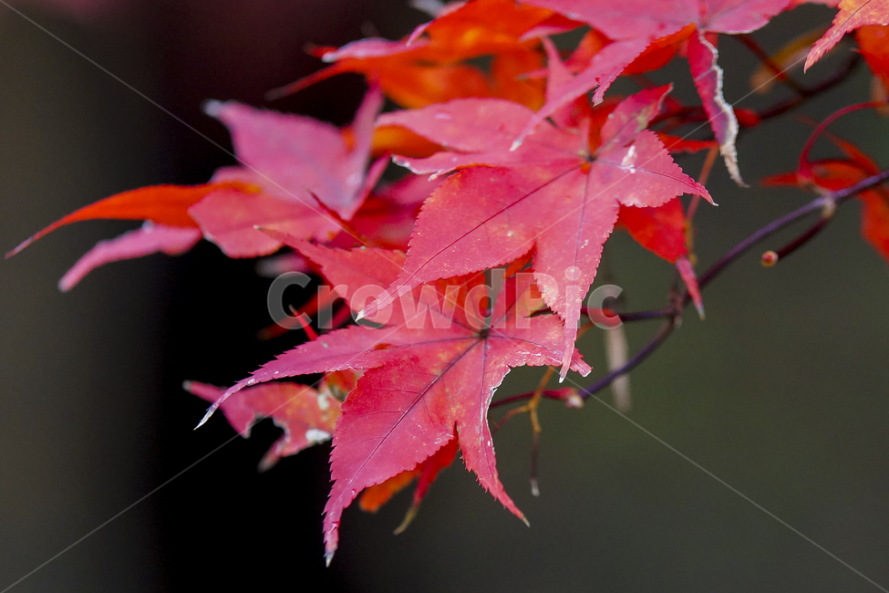 가을,단풍,낙엽,가을단풍,단풍나무,가을,계절,fall,autumn,season,식물,자연,plants,nature,leaf,잎,plant,tree,나무