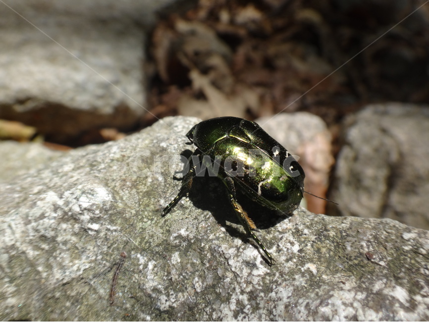 벌레,곤충,자연,산속,바위,동물,animal,곤충,벌레,insect,bug