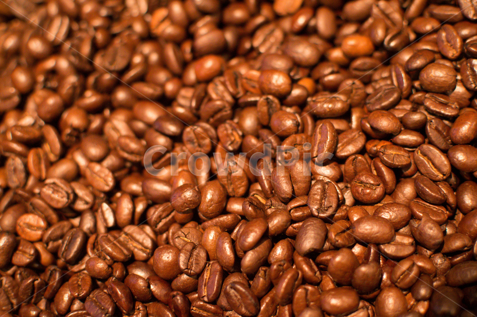 커피,커피콩,콩,커피빈,BEAN,원두,로스팅,로스트,바리스타,음료,커피나무,씨앗,커피열매,열매,COFFEE,커피,카페,coffee,cafe