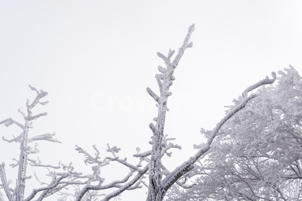 눈꽃,겨울풍경,풍경,자연,겨울,감성,snow,winter,nature,landscape,mountain,tree,겨울,계절,winter,season,식물,자연,plants,nature,나무,trees,wood