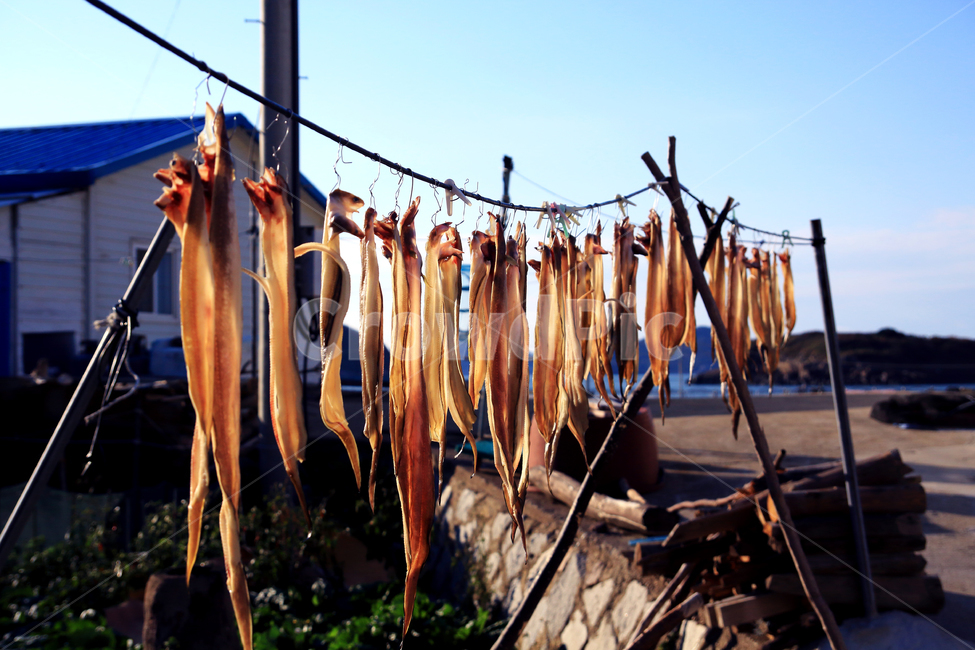 물고기,건조,말린생선,생선,어촌,바다,마을,음식,식재료,요리,food,cook,meal,dishes,food reserves,수산물,해산물,fishery products,seafood