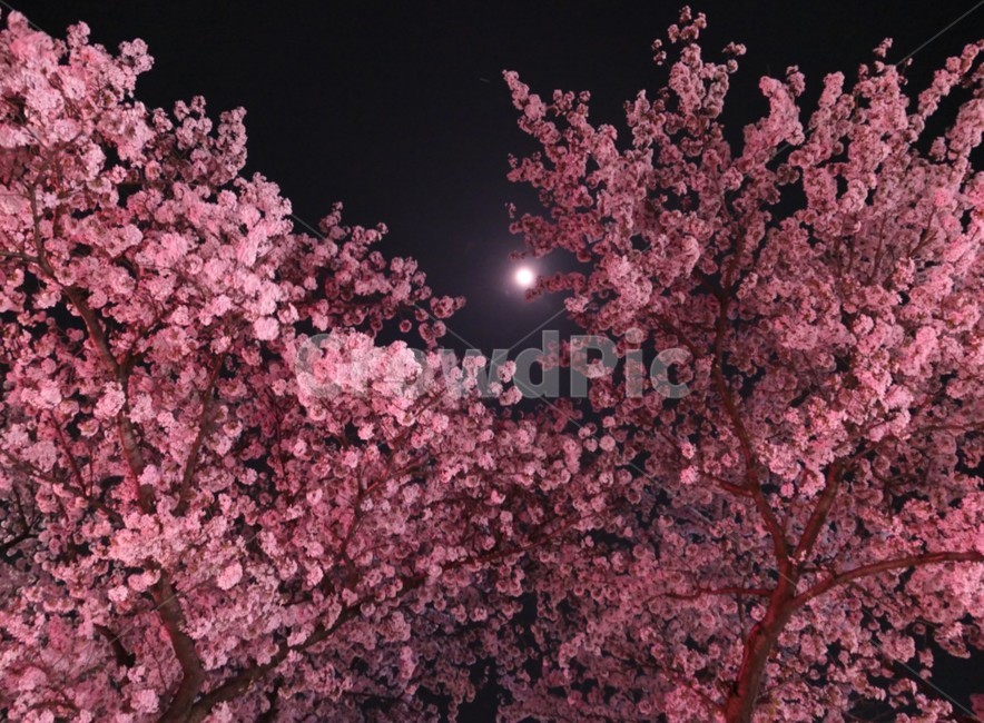 벚꽃,꽃,야경,달,밤하늘,봄,계절,spring,season,야경,밤,풍경,nightscape,night,landscape,식물,자연,plants,nature,꽃,flower,plant