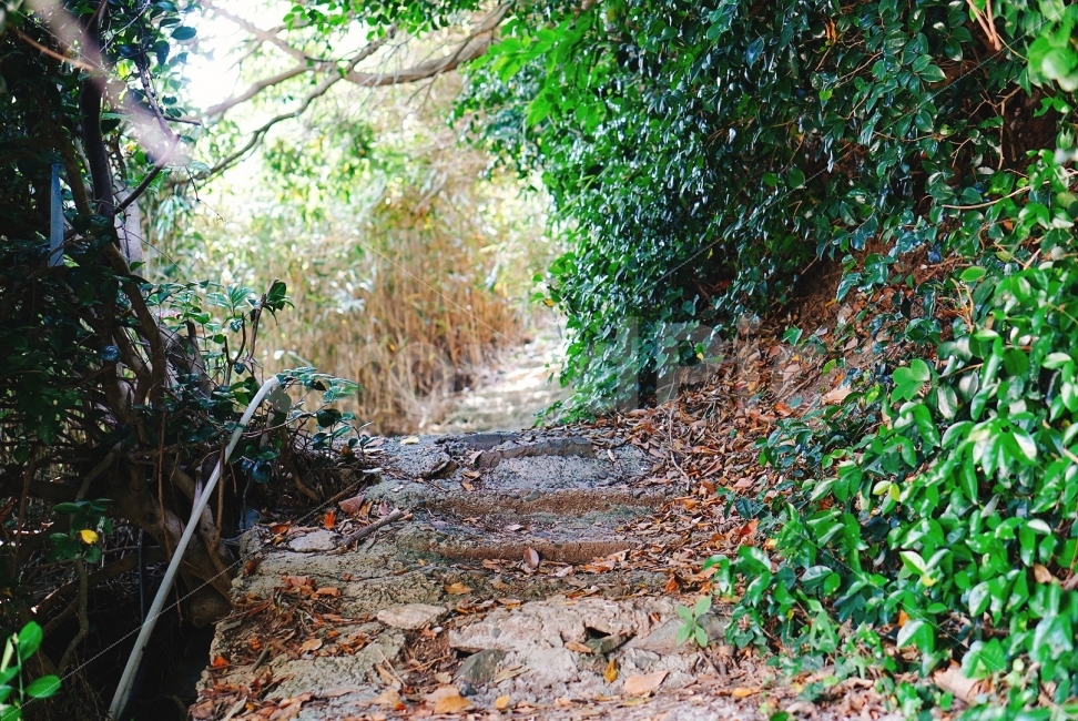 여행,travel,여행사진,국내여행,혼자여행,사진,배경사진,배경,이쁜사진,색감,색감좋은사진,풍경,풍경사진,통영,통영여행,만지도,섬,섬여행,숲길,길,흙길,오솔길,자연,풍경,nature,landscape,ground,바닥,plant,식물