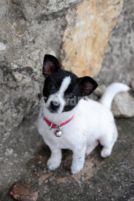 개,강아지,새끼,동물,귀여움,동물,animal,포유류,mammal,개,강아지,dog,doggy