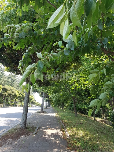 길거리,인도,산책,green,street,여름날씨,나무,tree