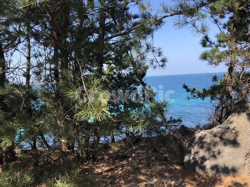 제주도,바다,봄,자연,힐링,자연,풍경,nature,landscape,제주도,jeju,jeju island,tree,나무,plant,식물,outdoors,옥외