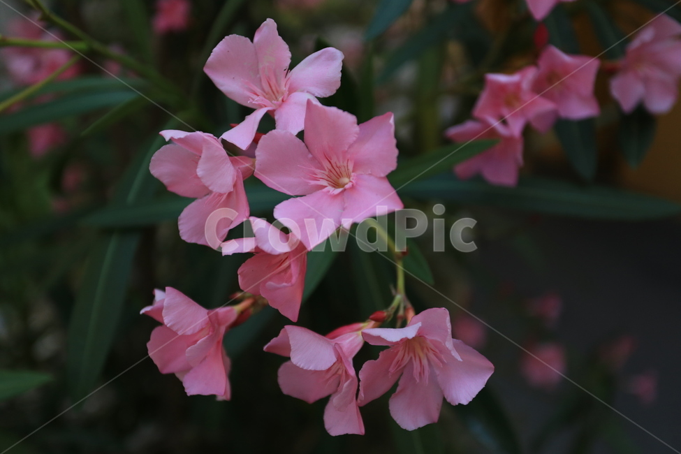 꽃,flower,봄,나무,무궁화