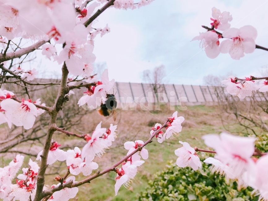 봄,벚꽃,사랑,분홍,핑크,하늘