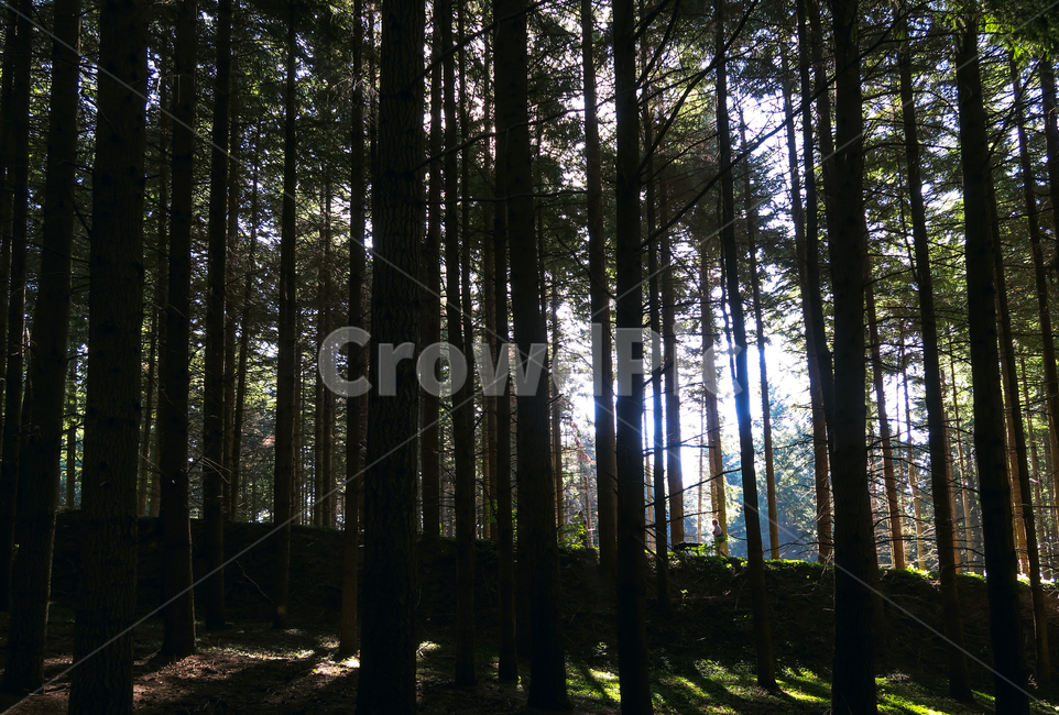 휴양림,산책,숲,나무,빛,아침,tree,플레어,flare,light