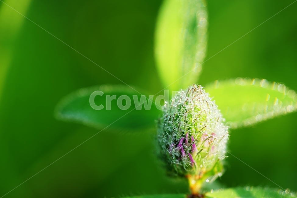 붉은토끼풀,토끼풀,풀꽃,클로버,아침이슬,식물,자연,plants,nature