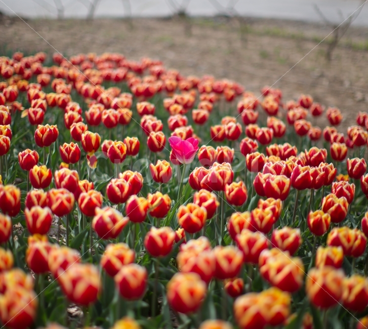 튤립,꽃밭,꽃,컬러풀,풍경,화단,나들이,소풍,외톨이,독특한,봄,계절,spring,season,식물,자연,plants,nature,꽃,flower,plant