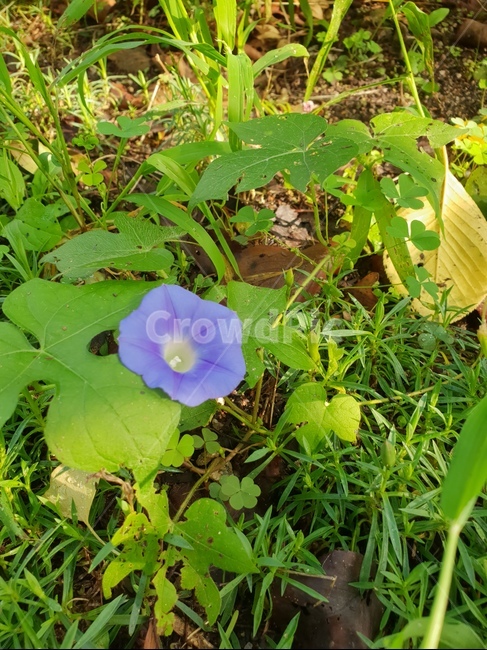 자연,식물,초록이,힐링,싱그로운,식물,자연,plants,nature,꽃,flower