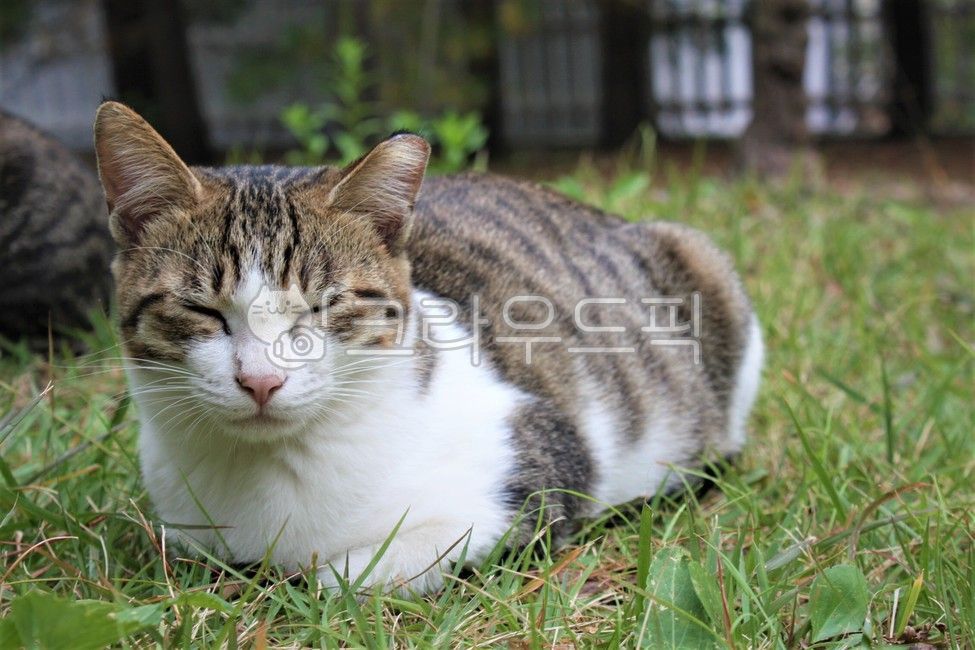 고양이,길고양이,식빵자세,조는,잔디,동물,포유류,애완동물,식물,잔디밭,햇살,햇빛,animal,mammal,cat,pet,grass,plant