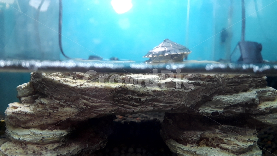 거북,거북이,어항,애완거북,수족관,파충류,양서류,reptile,amphibian