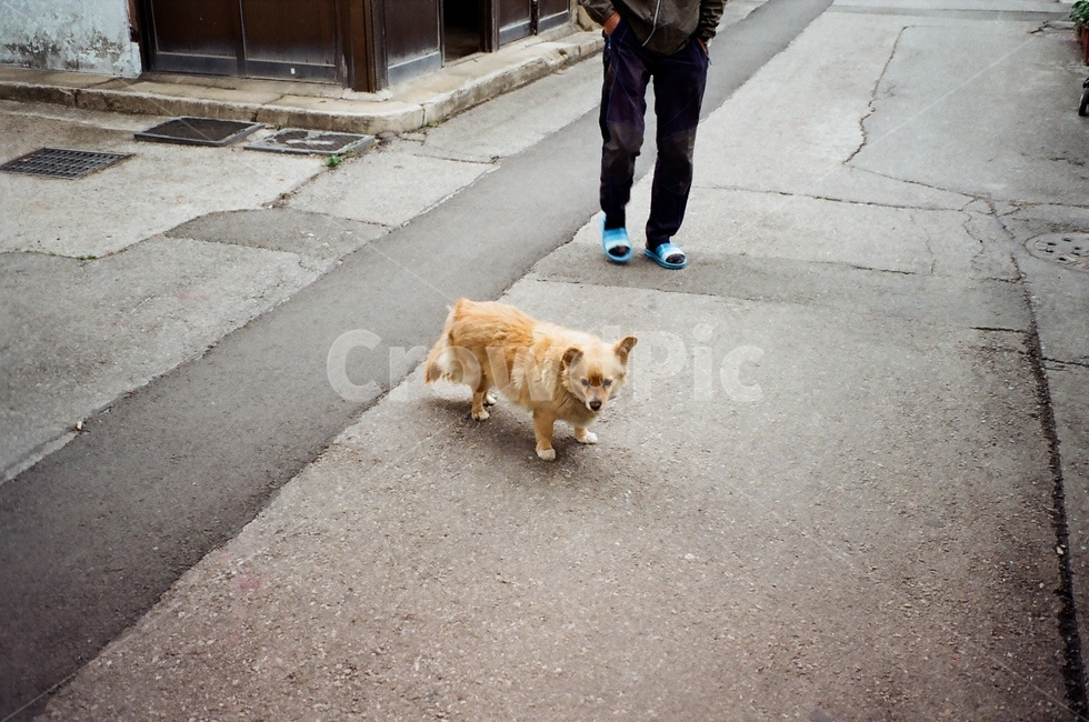 강아지,시골,시골강아지,동물,거리,풍경,시골강아지,동물,animal,포유류,mammal,개,강아지,dog,doggy