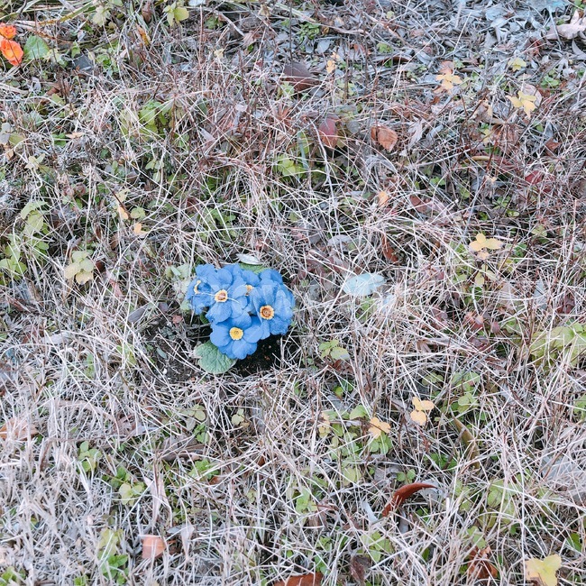 plant,식물,flower,꽃,파란꽃,blue,잡초,nature,자연