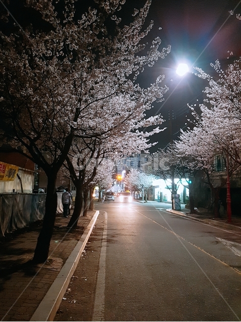 벛꽃나무,벚꽃축제,야경,벚꽃,벚꽃야경,봄,계절,spring,season,야경,밤,풍경,nightscape,night,landscape,asphalt,아스팔트,plant,식물