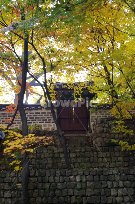 창덕궁,고궁,건축,담장,전통건축,traditional,전통,가을,fall,나무,식물,plant,단풍,가을,계절,fall,autumn,season,한국전통,한국문화,korean traditional,korean culture,건축물,건물외관,exterior,building,structure,architecture,construction,tree,walkway,보도,path,통로