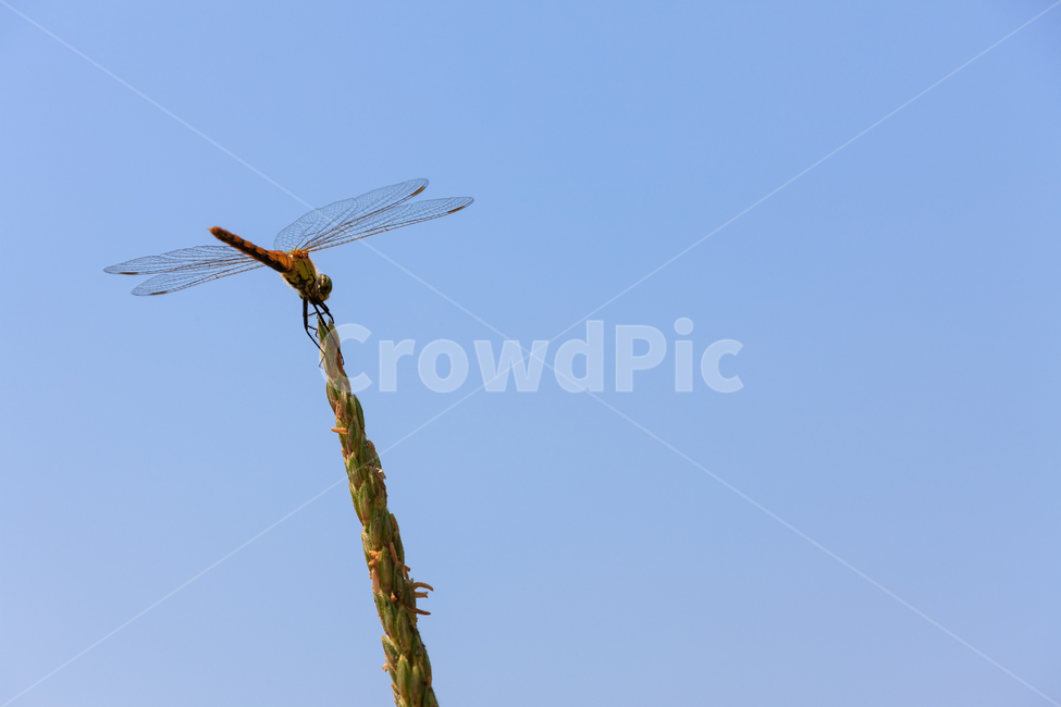잠자리,가을,날개,하늘,곤충,비행,가을,계절,fall,autumn,season,동물,animal,곤충,벌레,insect,bug
