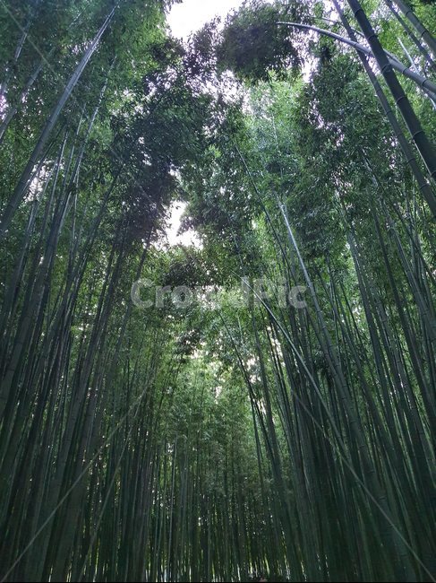 plant,식물,bamboo,대나무,나무,숲,자연,풍경,nature,landscape