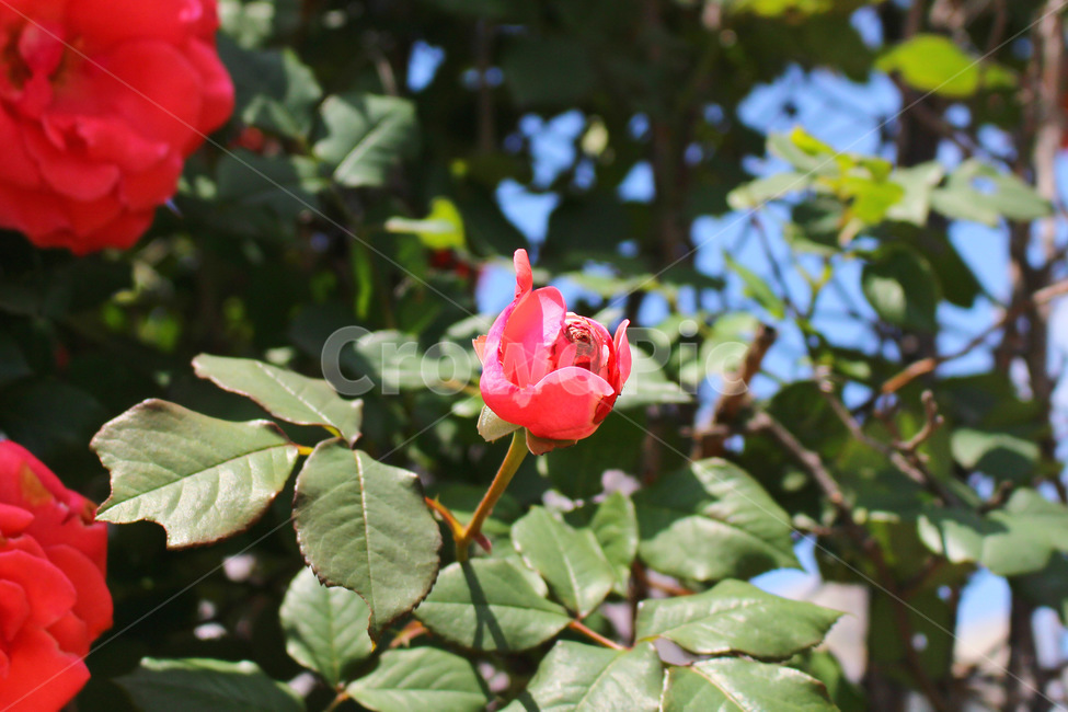 꽃,장미,감성사진,자연,풍경,풍경사진,flower,rose,여름,식물,자연,plants,nature,꽃,flower