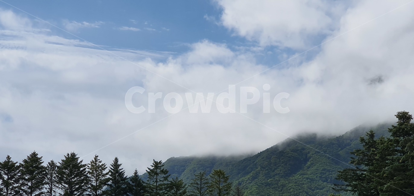 하늘,구름,하늘풍경,파란하늘,흰구름,풍경,자연,tree,나무,plant,식물,abies,아비,fir,전나무,자연,풍경,nature,landscape