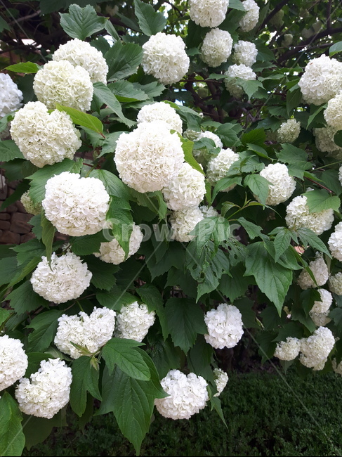 식물,콜리플라워,꽃,수국,솜방망이,초록,플라워,식물,자연,plants,nature,꽃,flower