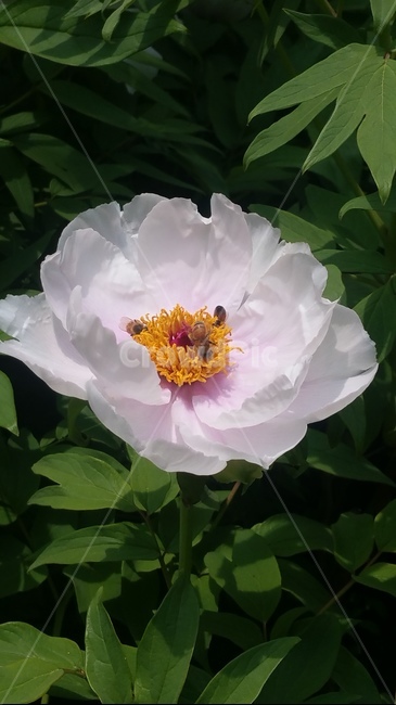 꽃,자연,계절,플라워,아름다움,색감,개화,flower,식물,자연,plants,nature,꽃,flower,동물,animal,곤충,벌레,insect,bug