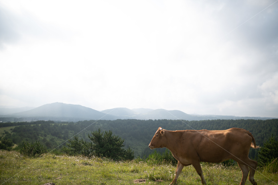 아부오름,소,해질녘,일몰,풍경,제주,오름,제주오름,하늘,평화로움,평화,동물,animal,포유류,mammal,목축업,목장,livestock farming,ranching,pasture