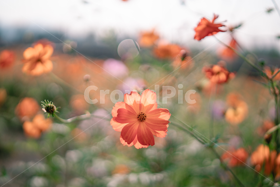 식물,blossom,꽃,flower,황화코스모스,코스모스,가을,감성사진,가을,계절,fall,autumn,season,식물,자연,plants,nature,꽃,flower,감성,sensible,feeling,plant,geranium,제라늄