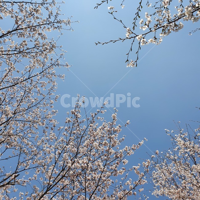 plant,식물,벚꽃,꽃,봄,하늘,spring,sky,나무,tree,flower,cherryblossom