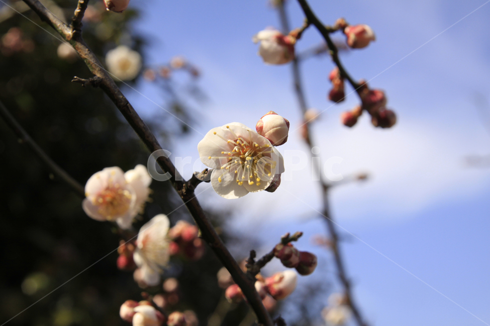 봄,자연,매화,꽃,매화꽃,매화마을,spring,flower,nature,season,나무,식물,봄꽃,계절,봄,계절,spring,season,식물,자연,plants,nature,꽃,flower,plant