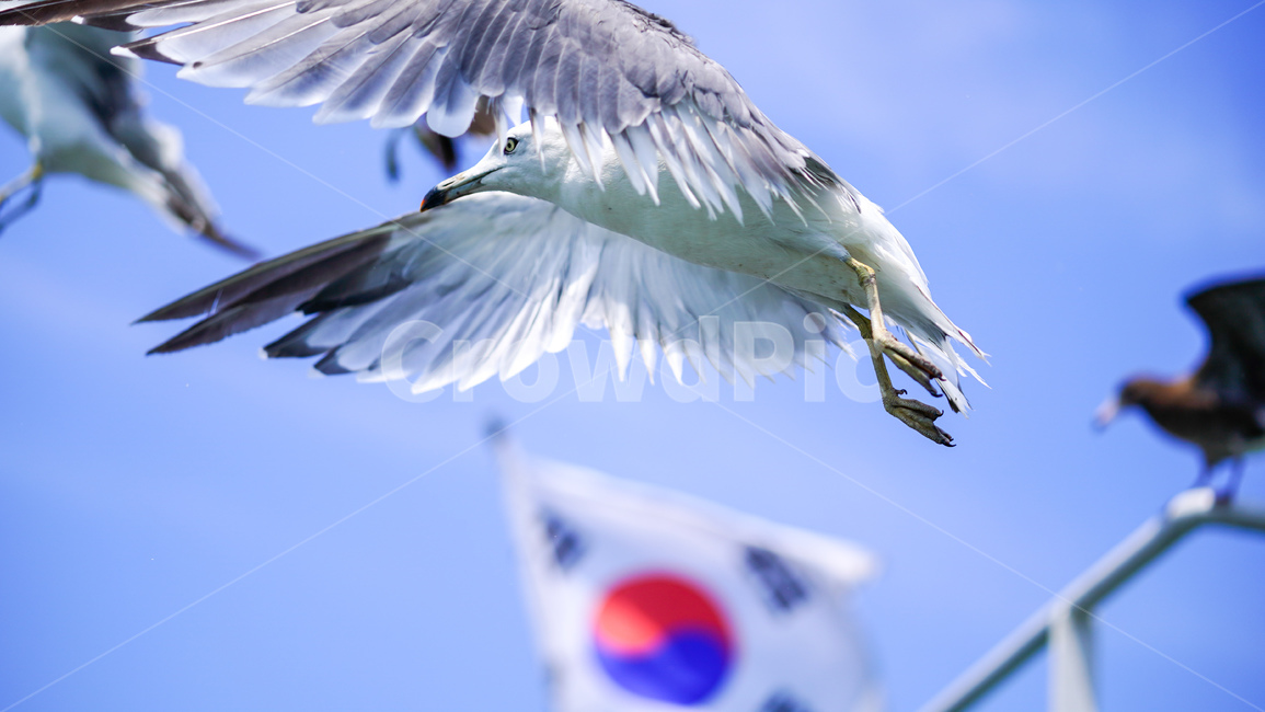 새,동물,갈매기,태극기,bird,animal,하늘,자연,창공,동물,animal,조류,새,birds