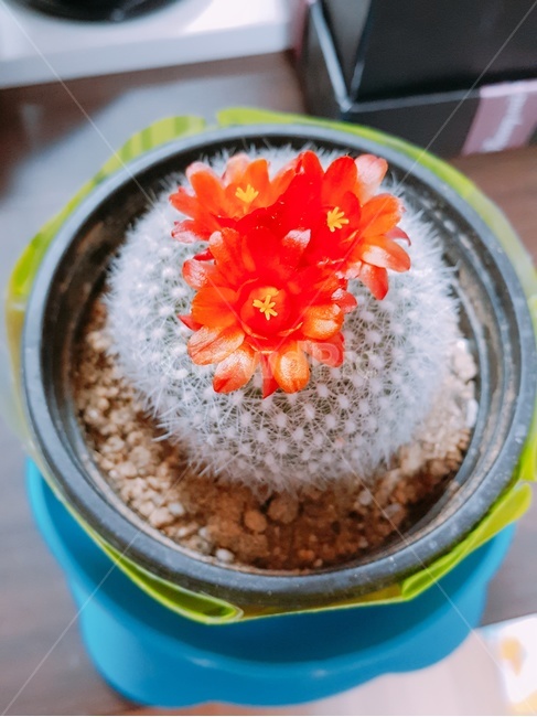 선인장,화분,선물,선인장꽃,붉은꽃,작은선인장