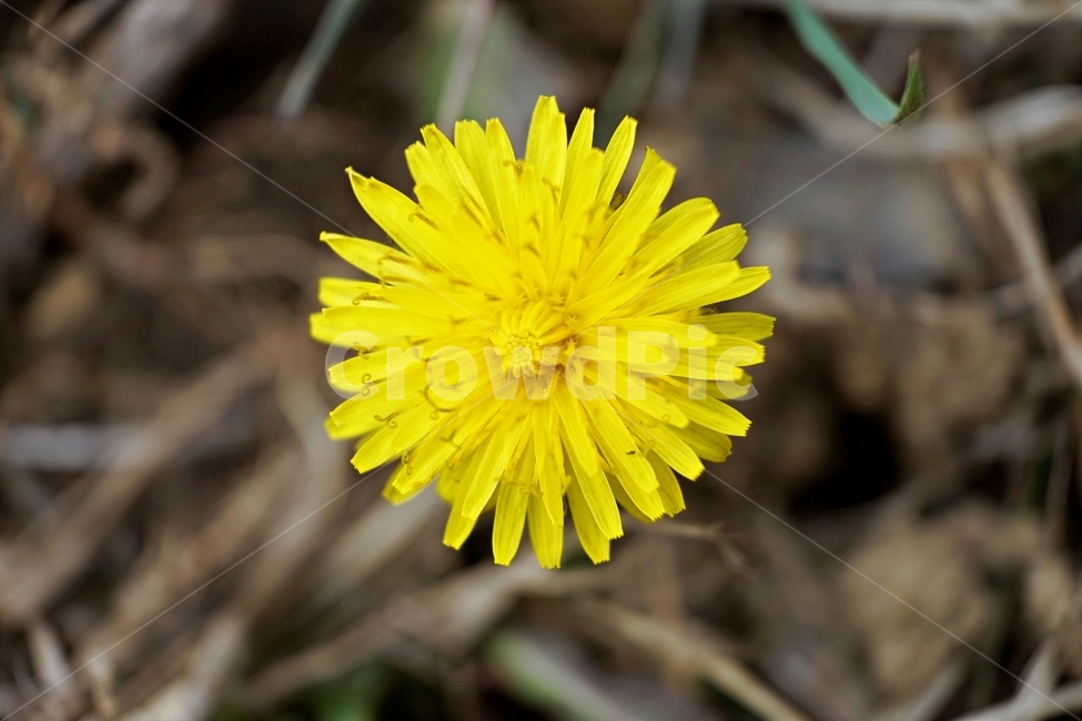 봄,민들레,계절,노랑,식물,꽃,꽃잎,dandelion,yellow,flower,season,spring,bloom,springtime,lovely,식물,자연,plants,nature,꽃,flower