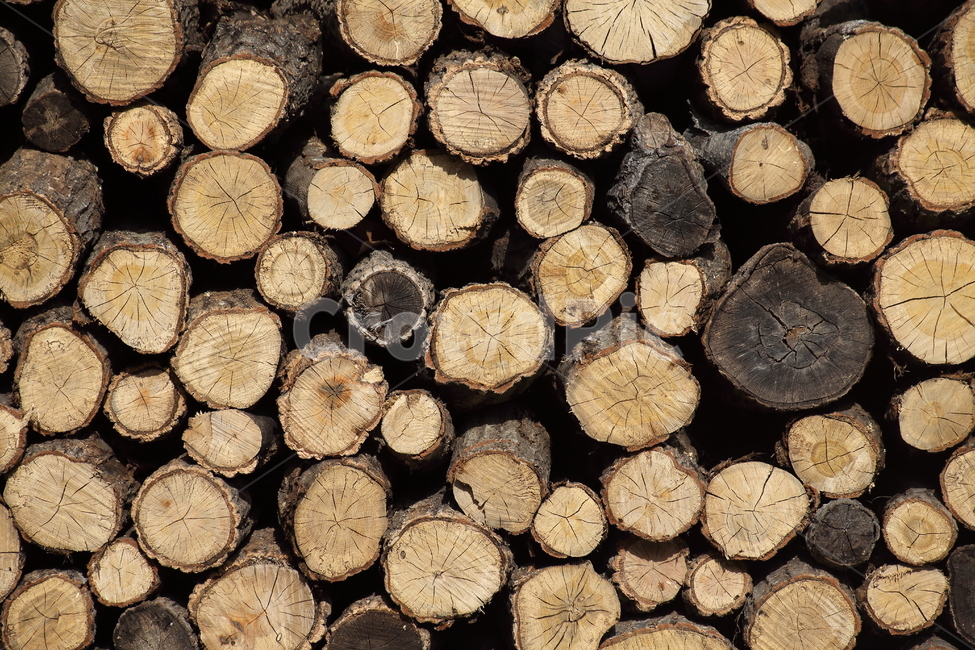 나무,장작,단면,wood,firewood,굴참나무,Chinesecorkoak,나무,trees,wood