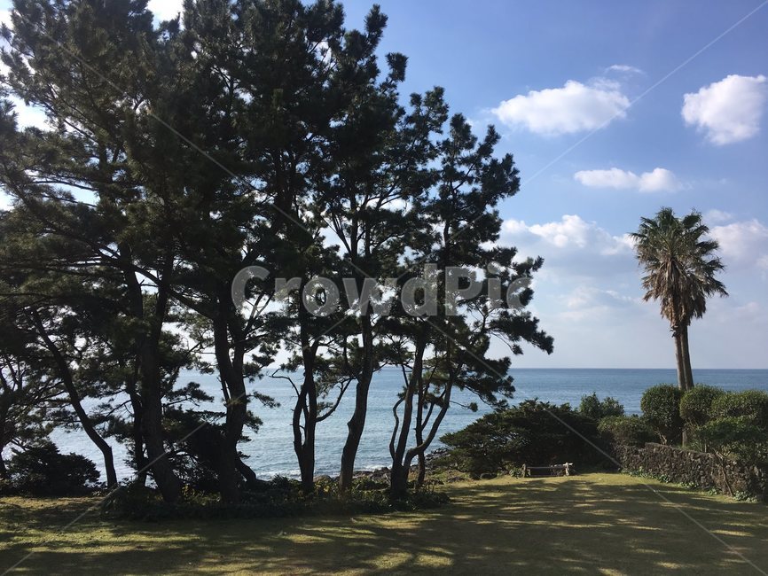 tree,나무,outdoors,제주도,정원