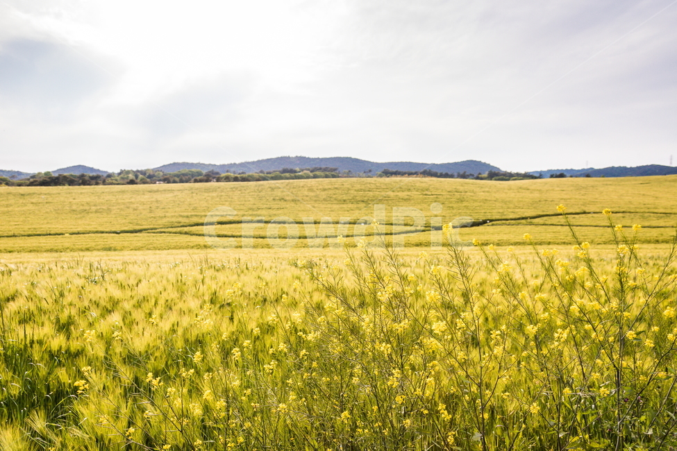 청보리,청보리밭,보리,풍경,landscape,고창청보리밭,봄