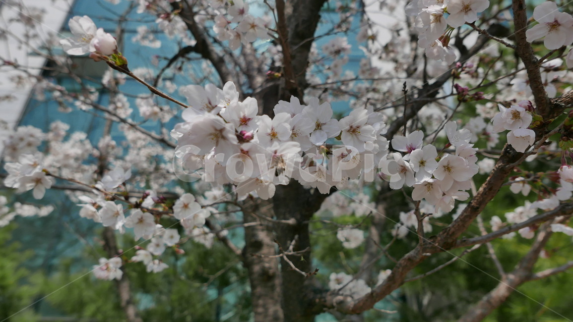 봄,벚꽃,꽃송이,꽃,감성,flower,spring,blossom