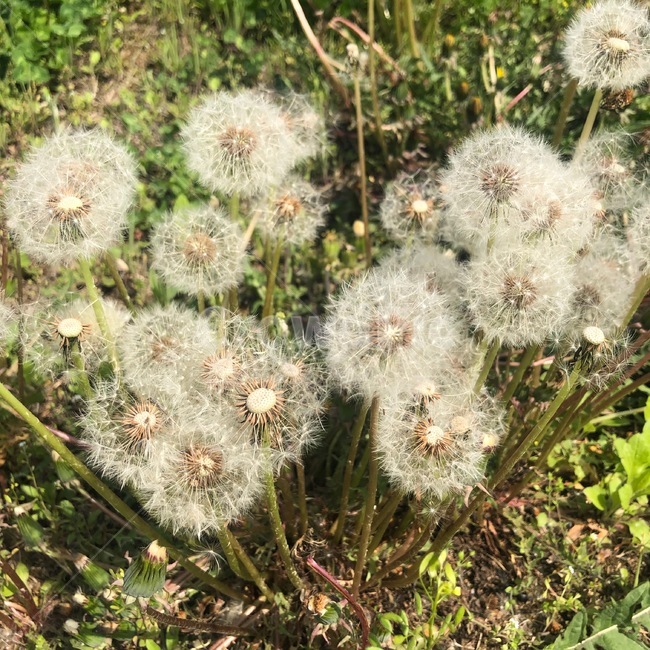 자연,민들레,풀,민들레꽃,nature,flower,dandelion,민들레홀씨