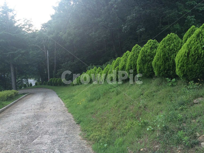 길,숲길,나무,숲,자연,풍경,자연,풍경,nature,landscape,road,도로