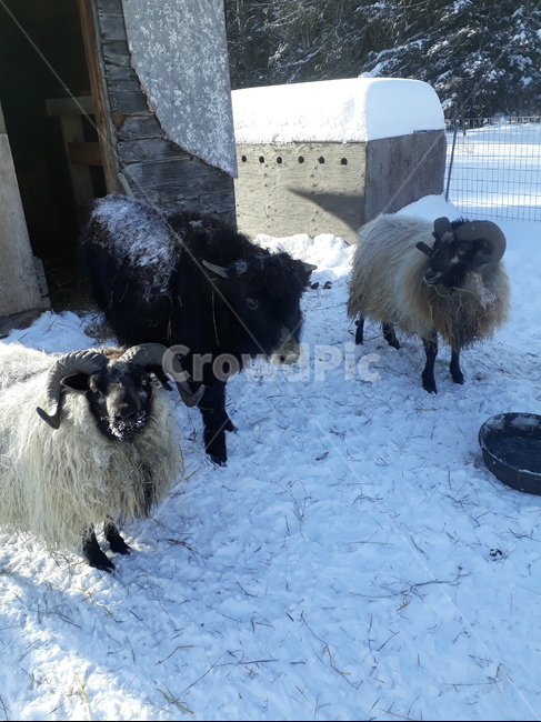 양떼,양농장,양목장,양치기,양털,눈,겨울,계절,winter,season,동물,animal,포유류,mammal