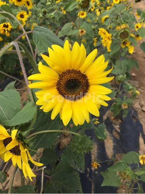 해바라기,꽃,sunflower,flower,summer,여름,계절,summer,season,가을,fall,autumn,식물,자연,plants,nature,꽃,flower,plant,blossom