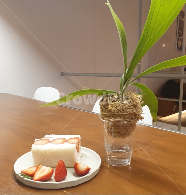 식물,plant,풀,딸리,케익,빵,디저트