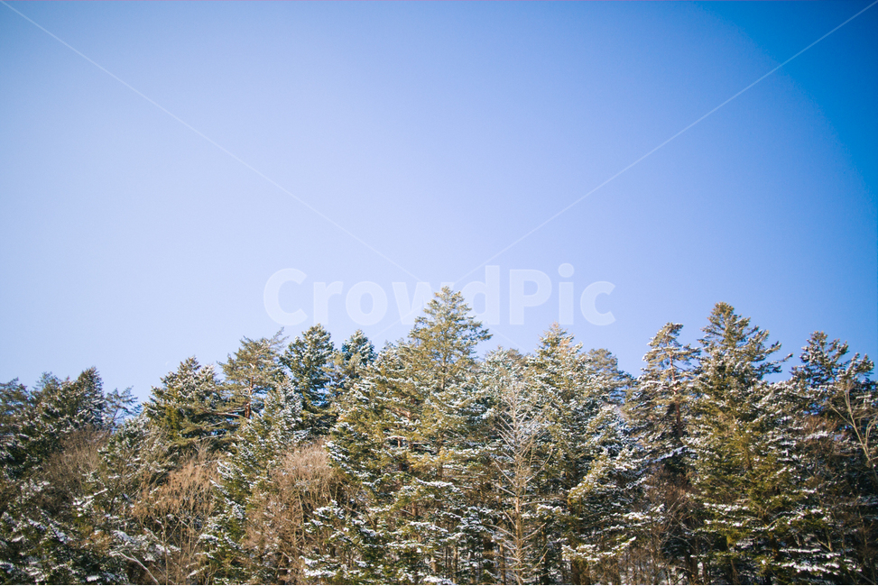 겨울,눈,스냅,감성,풍경,겨울,계절,winter,season,자연,풍경,nature,landscape,식물,plants,나무,trees,wood,tree,plant,fir,전나무