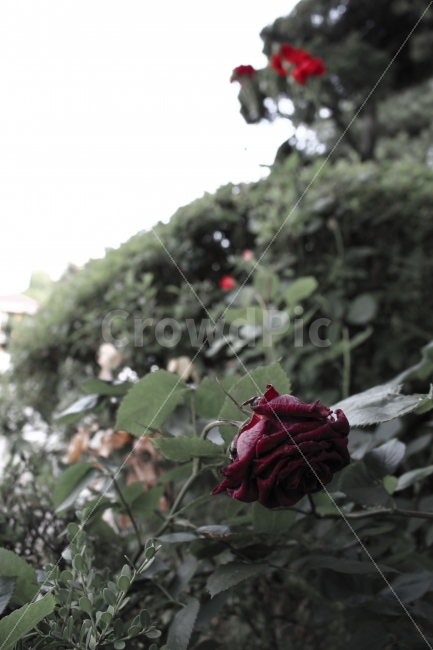 빈부격차,흙수저,노인,금수저,헬조선,장미,어림,늙음,차이,격차,gap,rose,withered,faded,red,fresh,difference,rich,poor,식물,자연,plants,nature,꽃,flower