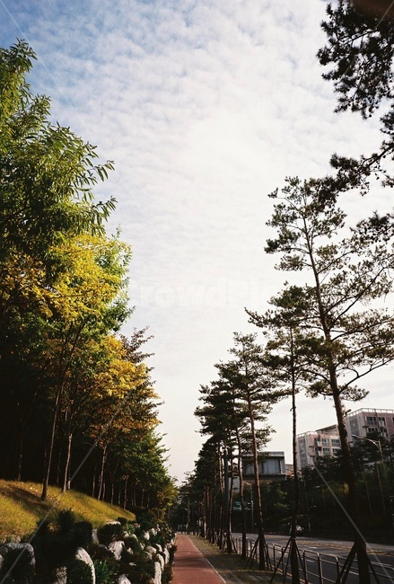 나무,풍경,하늘,구름,햇빛,tree,landscape,sky,cloud,shine,자연,nature