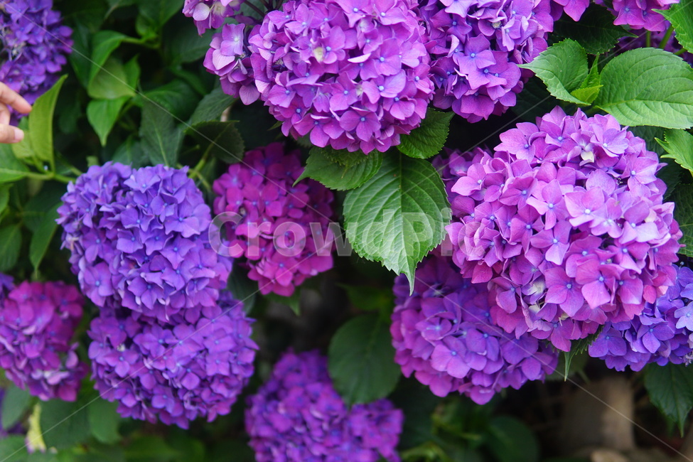 수국,flower,식물,꽃,plant,5월꽃,식물,자연,plants,nature,꽃,flower