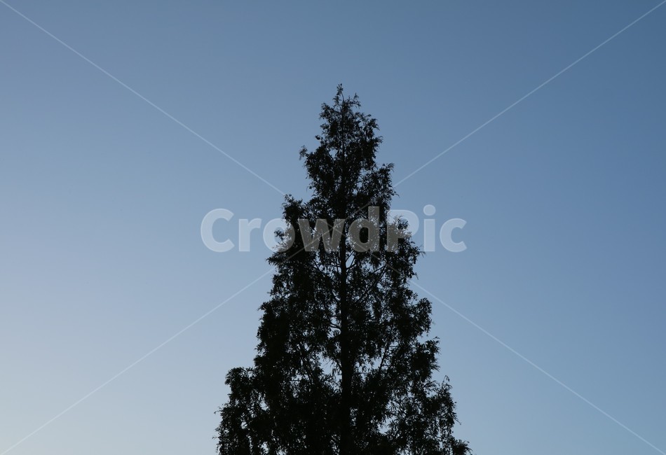 plant,식물,tree,나무,전나무,식물,자연,plants,nature,꽃,flower