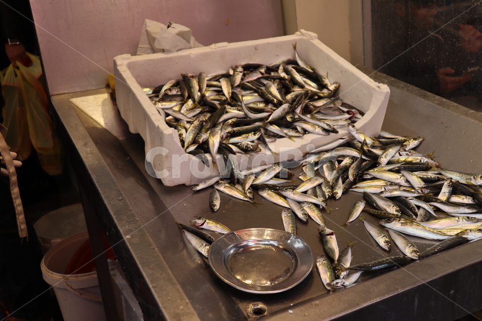 생선,물고기,동물,해양생물,청어,herring,fish,수산물,해산물,fishery products,seafood
